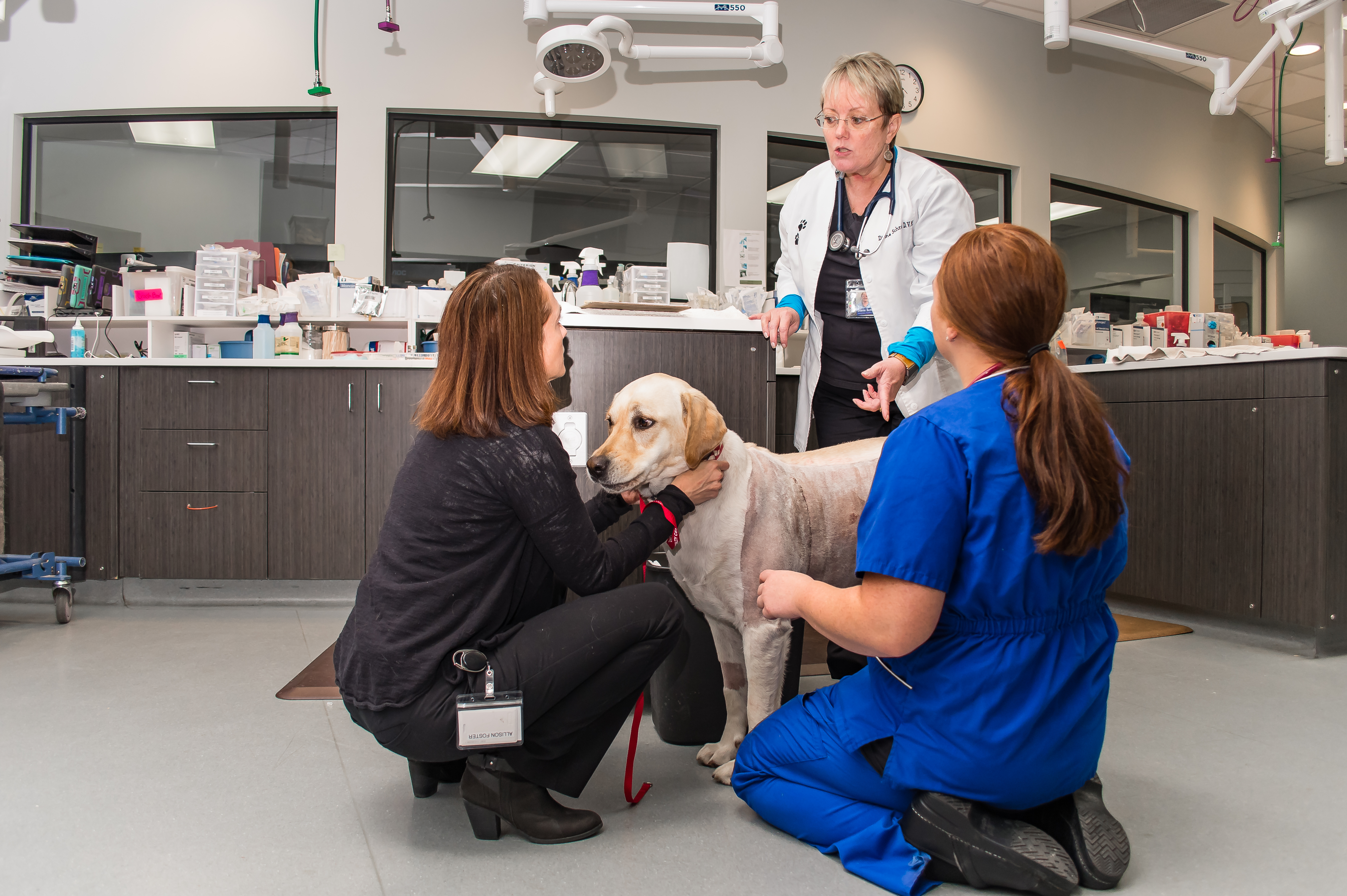 Southern Oregon Veterinary Specialty Center 24 Hour Emergency Care