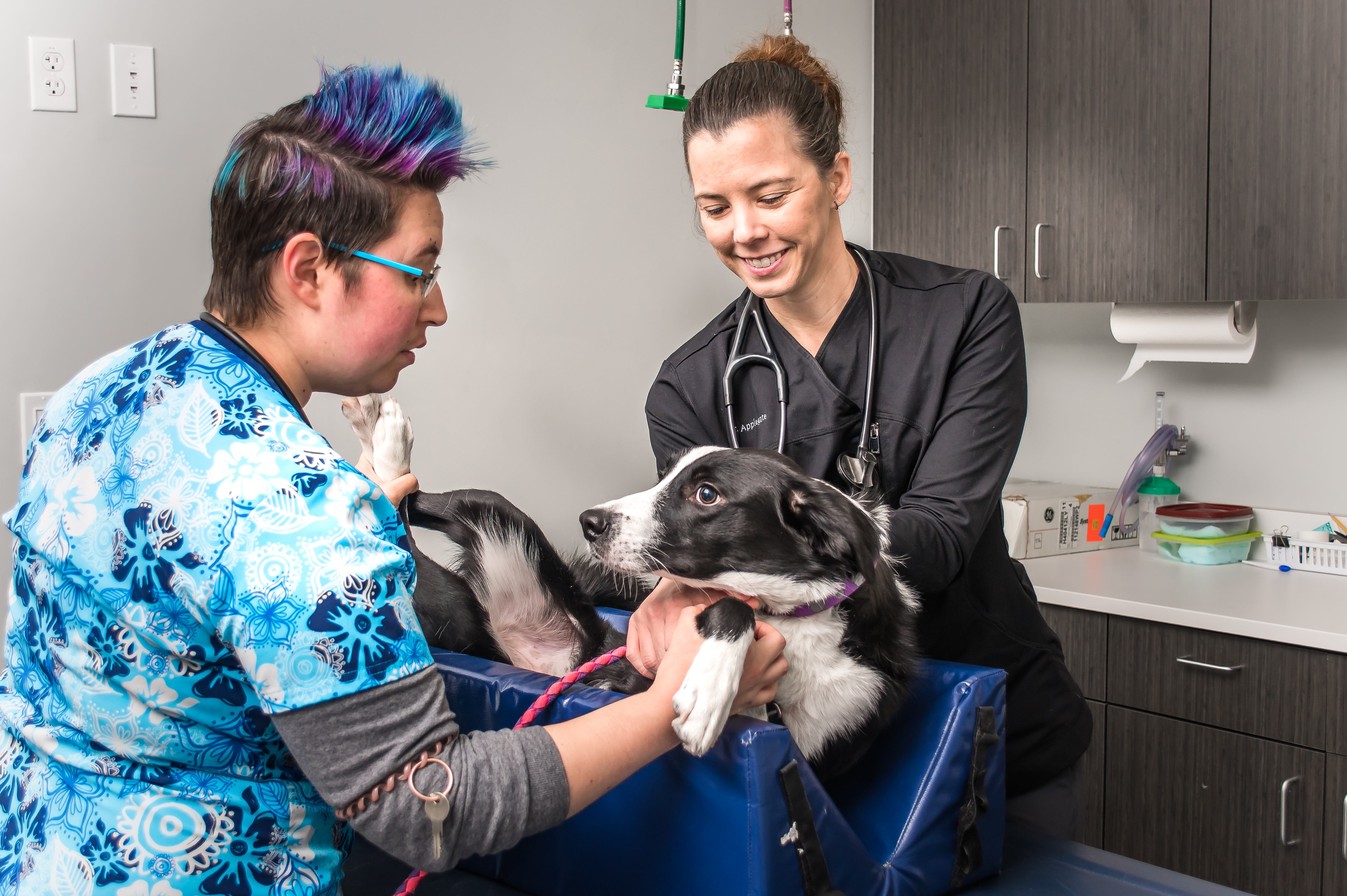 Veterinary Internist
